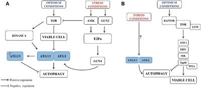 Polyamines – A New Metabolic Switch: Crosstalk With Networks Involving Senescence, Crop Improvement, and Mammalian Cancer Therapy